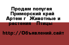 Продам попугая - Приморский край, Артем г. Животные и растения » Птицы   